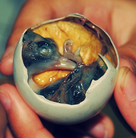 philippines embryon oiseau