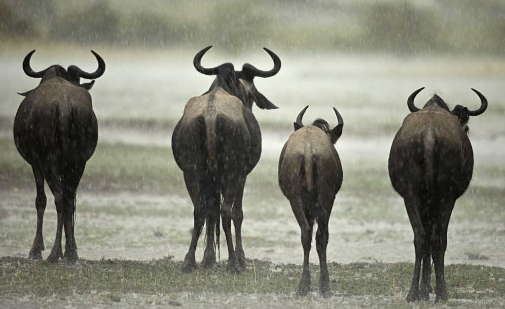 Serengeti sous la pluie
