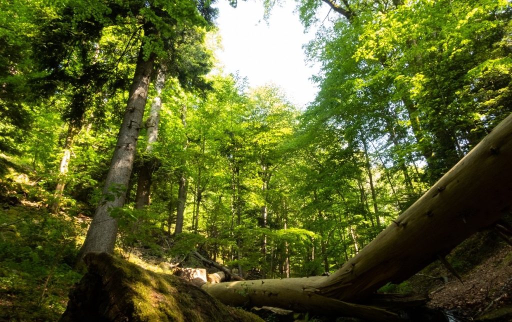 foret francaise