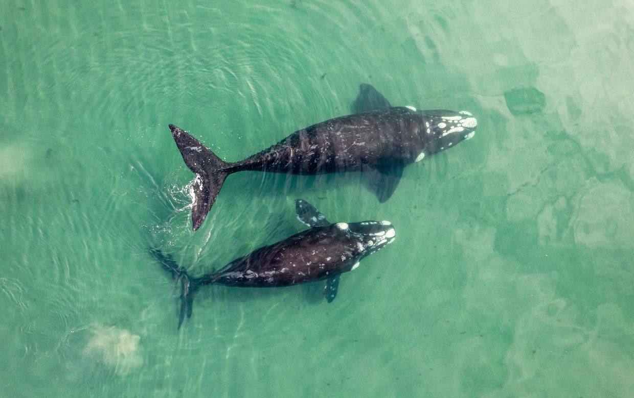 nager avec les baleines