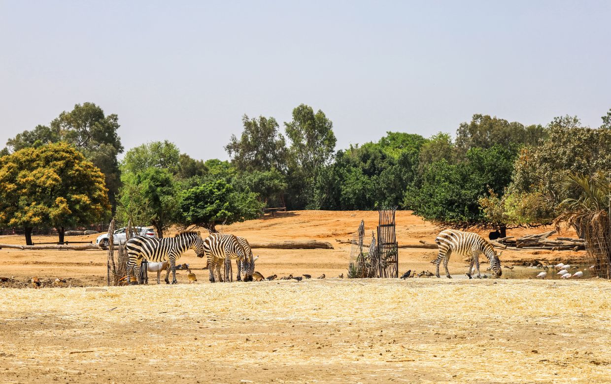 zebre safari